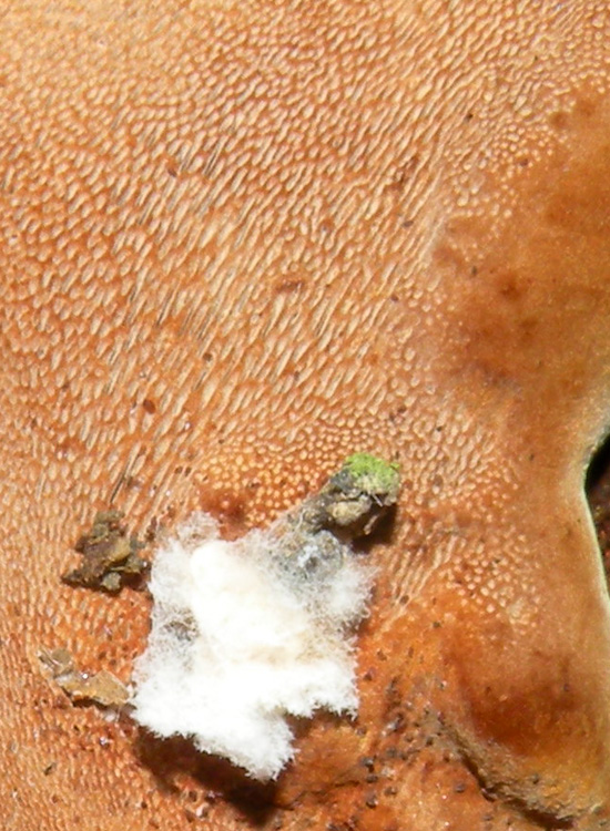 Riconoscibile? (Phellinus torulosus)
